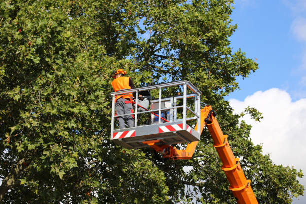 Best Tree Health Inspection  in East Lansing, MI