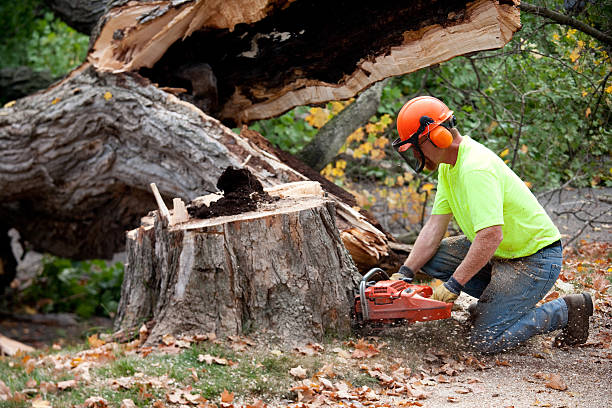 Best Lawn Pest Prevention  in East Lansing, MI