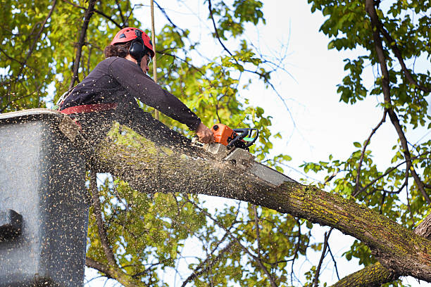 Best Emergency Tree Removal  in East Lansing, MI